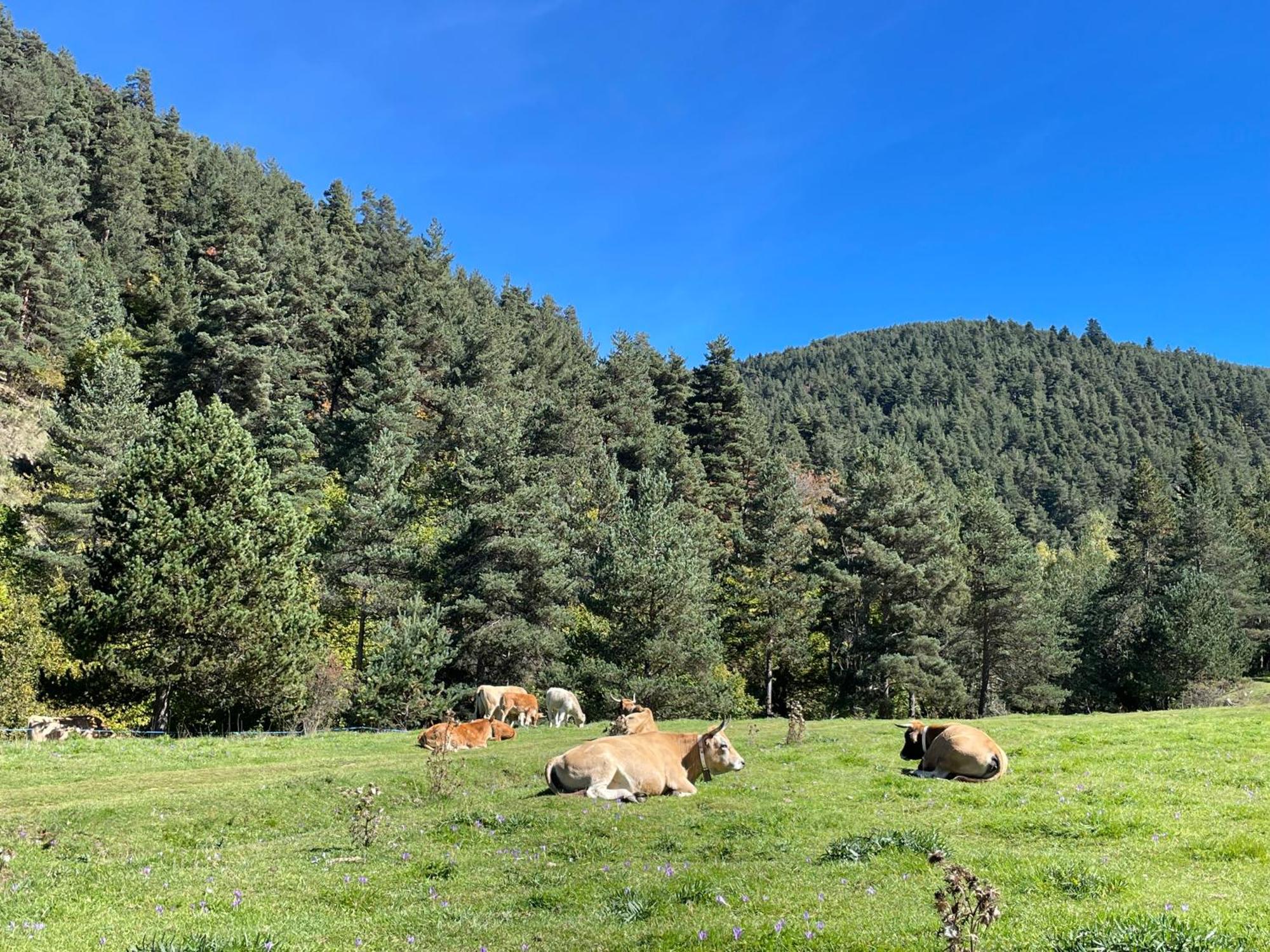 Apartamento Dalia La Molina  Buitenkant foto